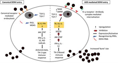 Intrinsic ADE: The Dark Side of Antibody Dependent Enhancement During Dengue Infection